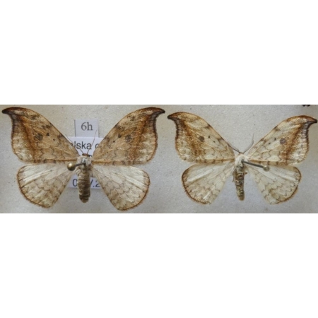 Drepana falcataria (Linnaeus, 1758) pair Wycinka sierpianka Poland6h